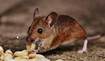 24 Hour & Emergency Exterminators in Holgate, OH
